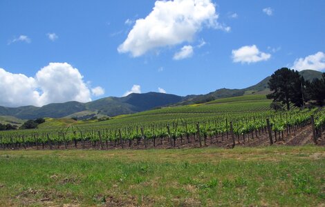 Vineyard farm mountains
