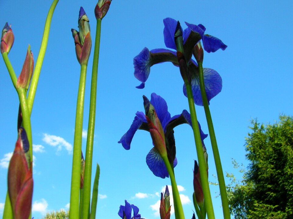 Summer garden violet
