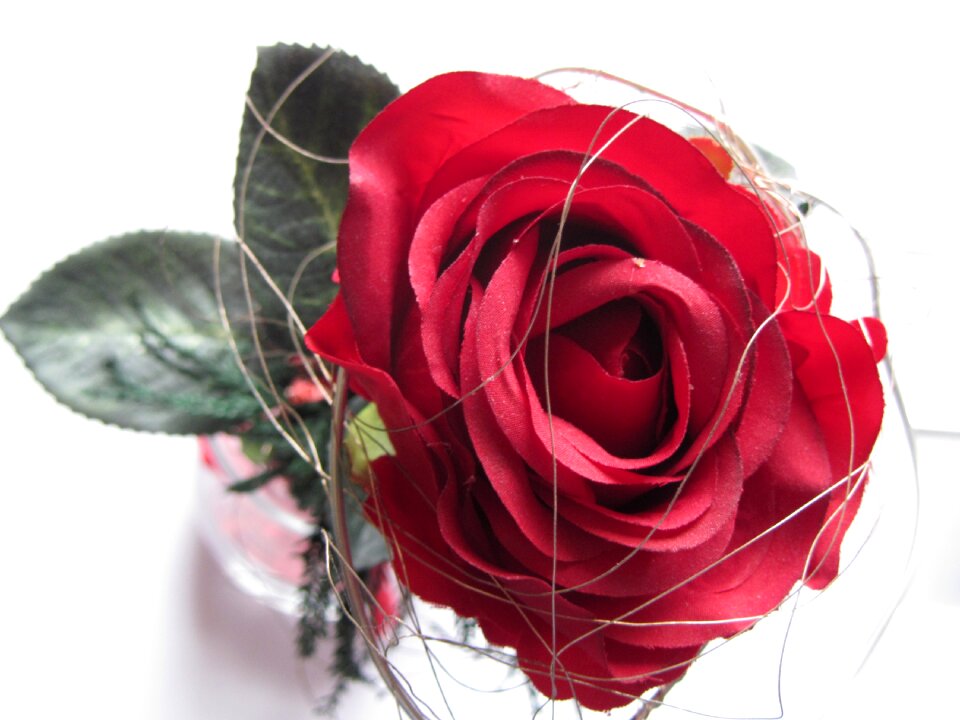 Red flower bloom