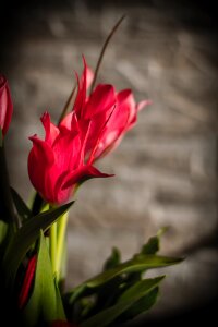 Florist flora nature