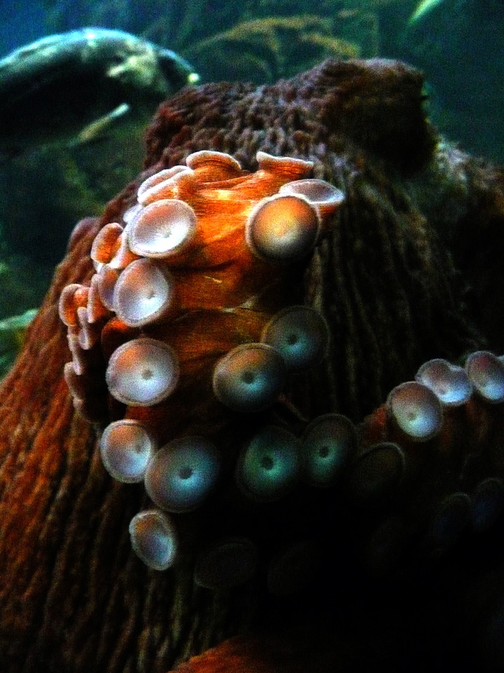 Seafood swimming tentacle