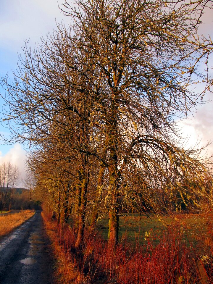 Trees landscape farm