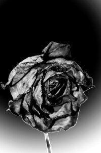 Sadness flowers season