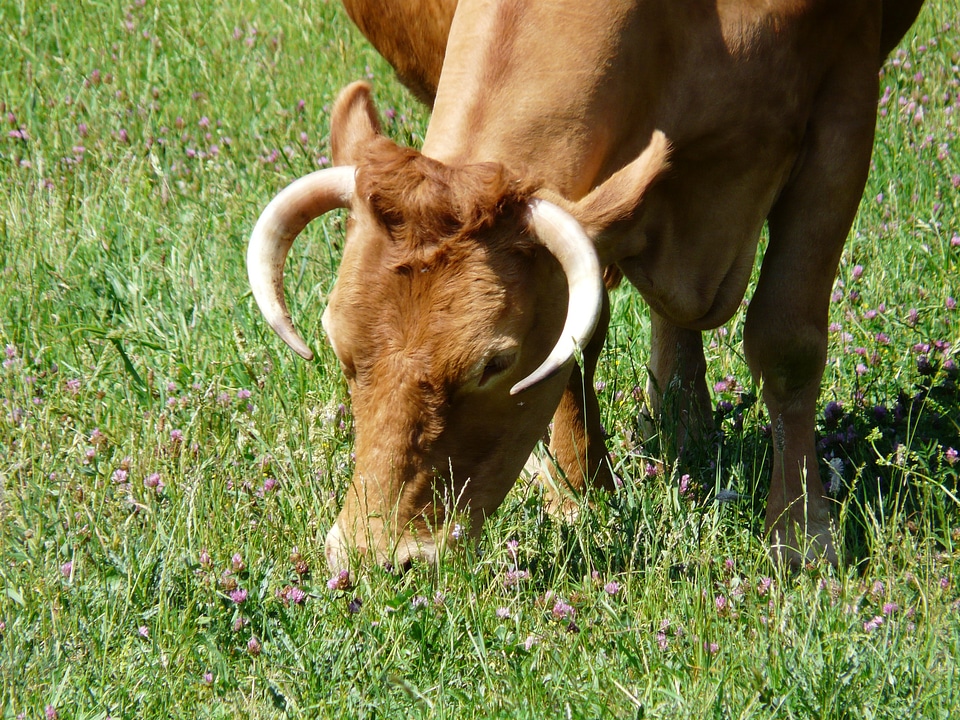 Creature cattle horns