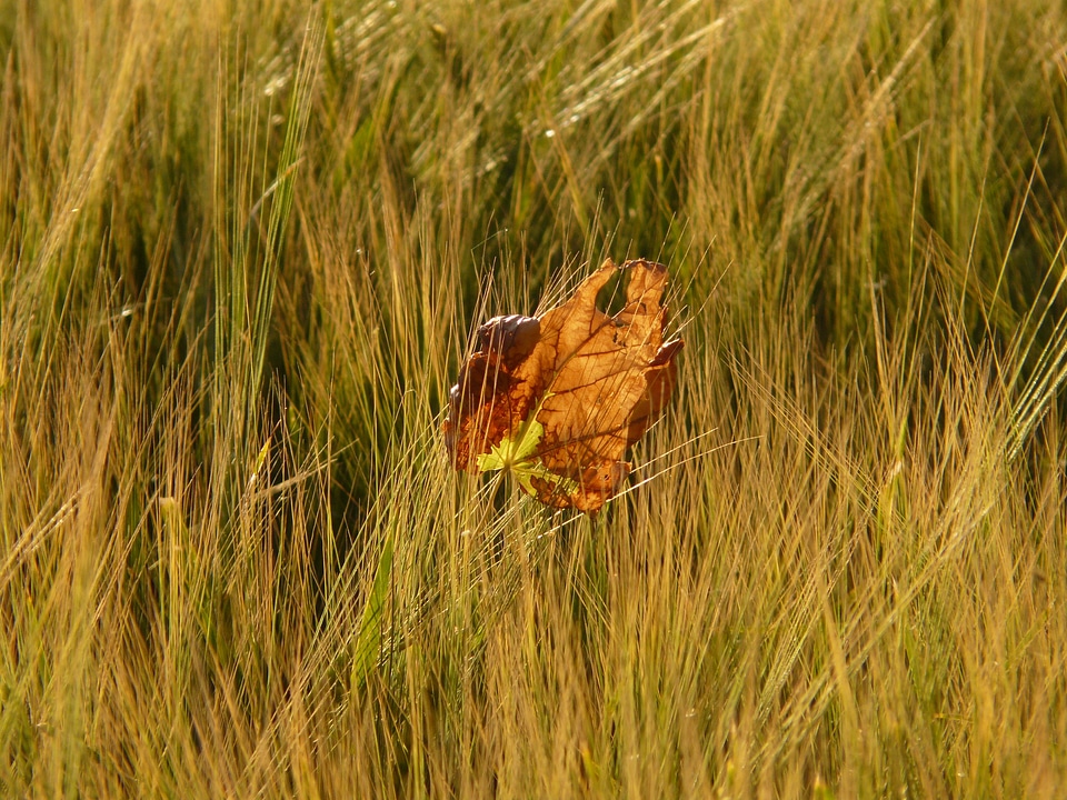 Barley cereals grain