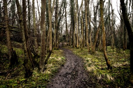 Tribes forest path