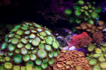 Colorful coral flower