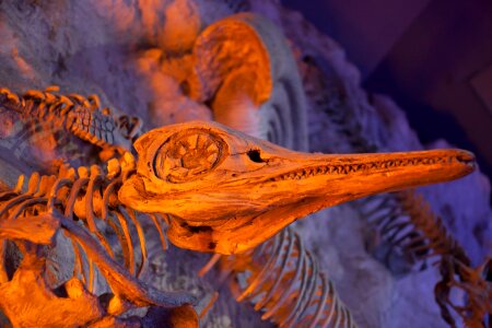 Bone dead dinosaur photo