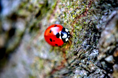 Animal red blue