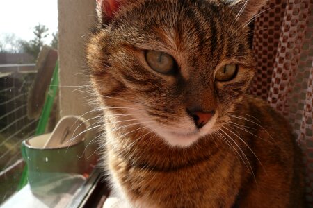 Pet domestic macro