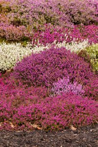 Color colorful flora