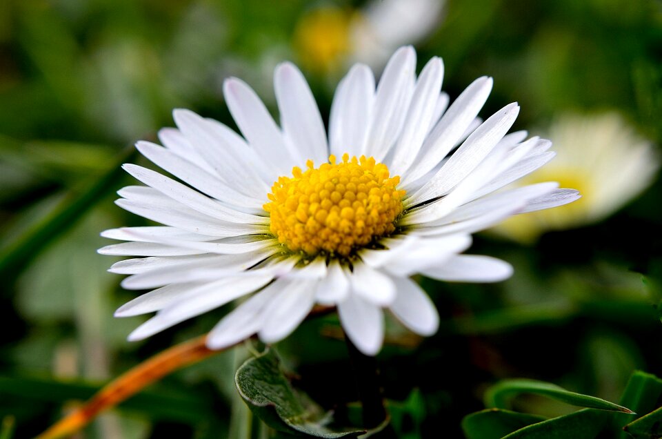 Nature macro background