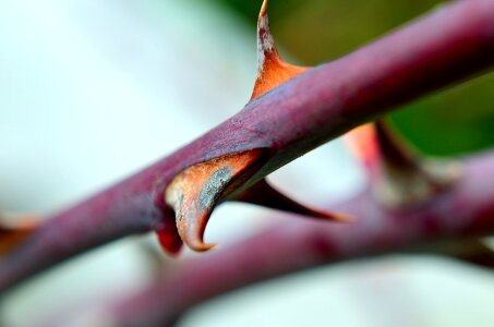 Plant flower nature