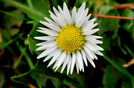 Nature macro background