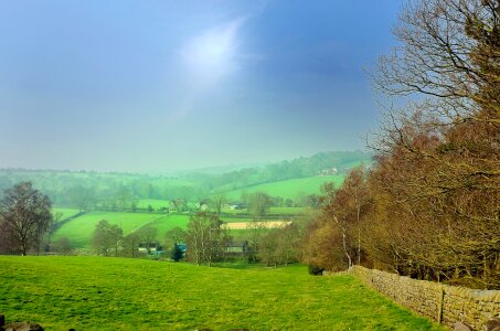 Spring grass forest