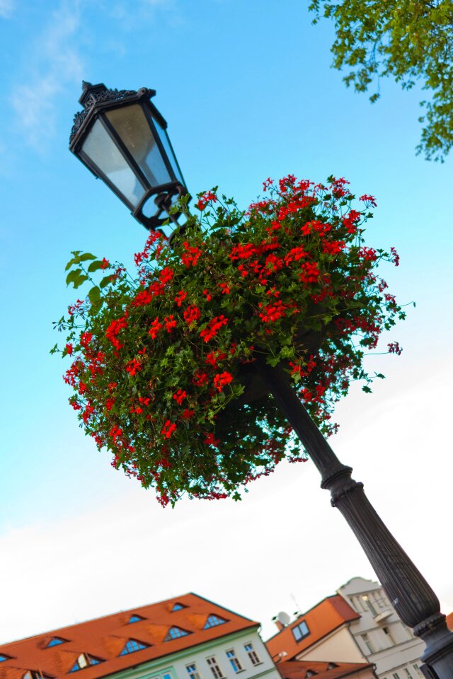 Decoration decorative flora