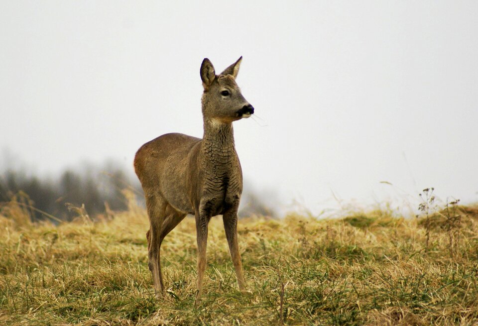 Animals meadow grass