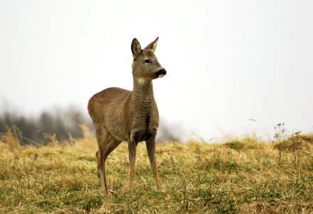 Animals meadow grass