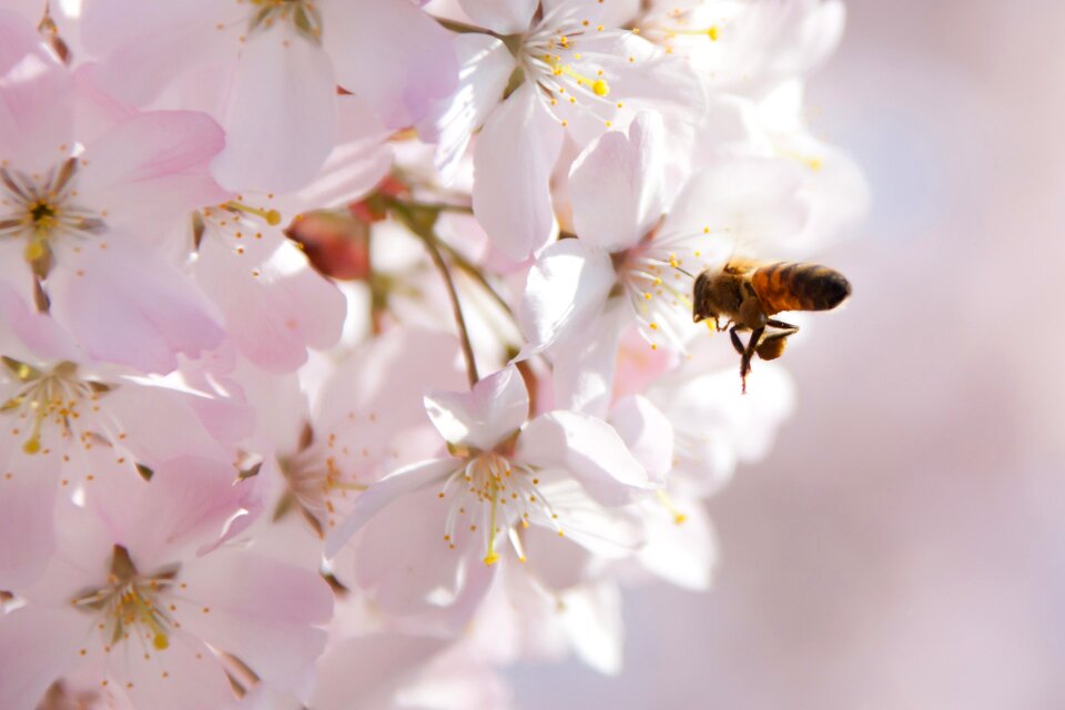 Cherry close-up floral