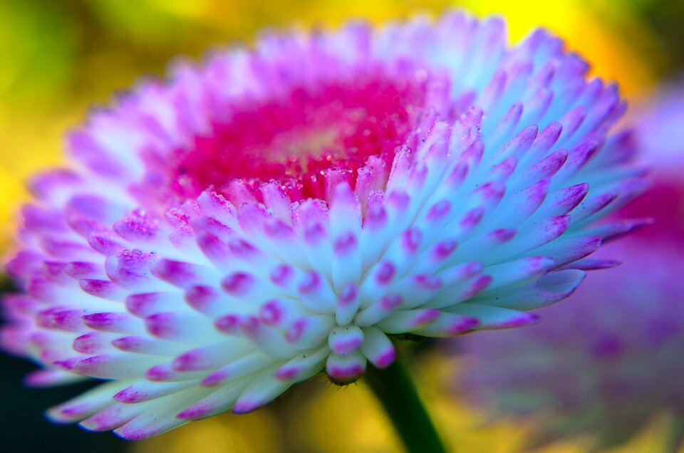 Nature macro background