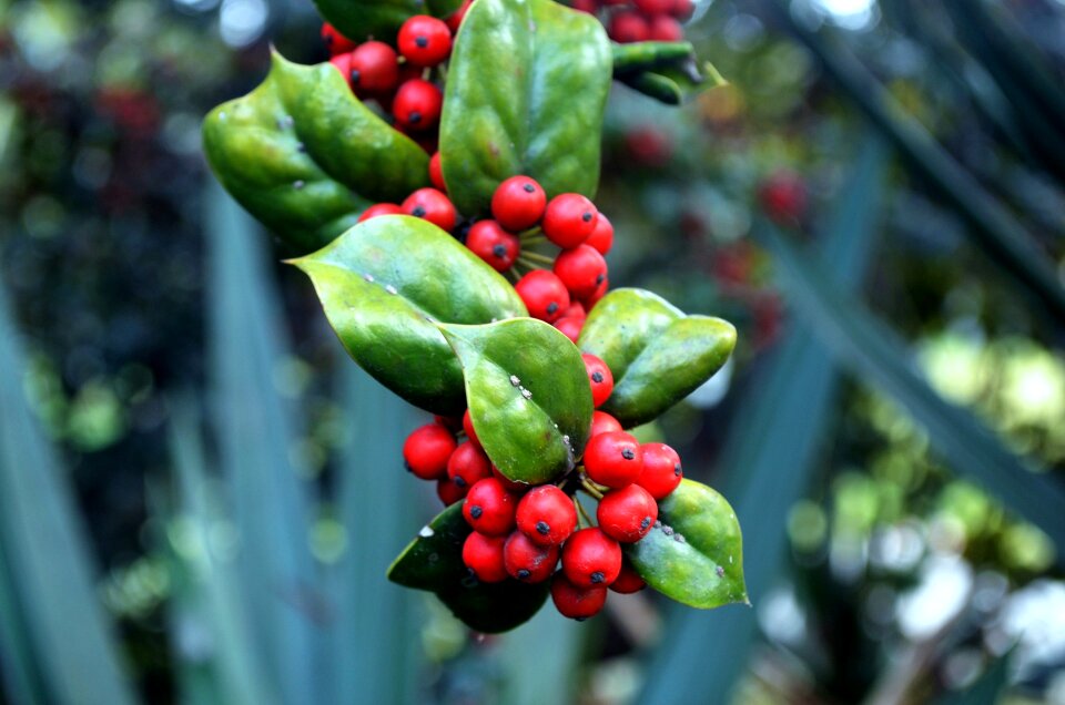 Berries plant shrub