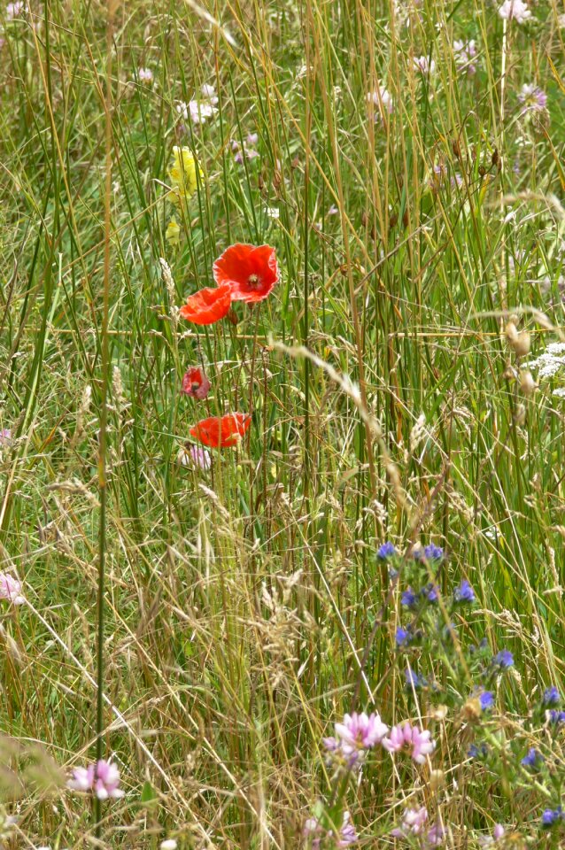 Prairie nature flower