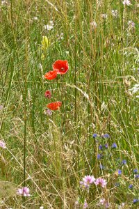Prairie nature flower