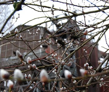 Aesthetic plant tree