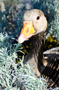 Brown domestic duck