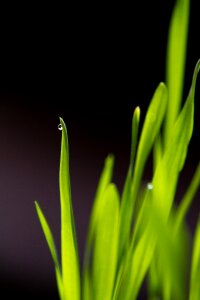 Drop water flora