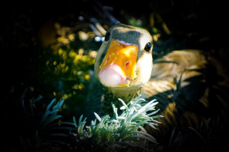Brown domestic duck