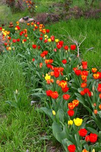 Flowers spring nature