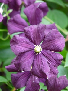 Plant bloom purple photo