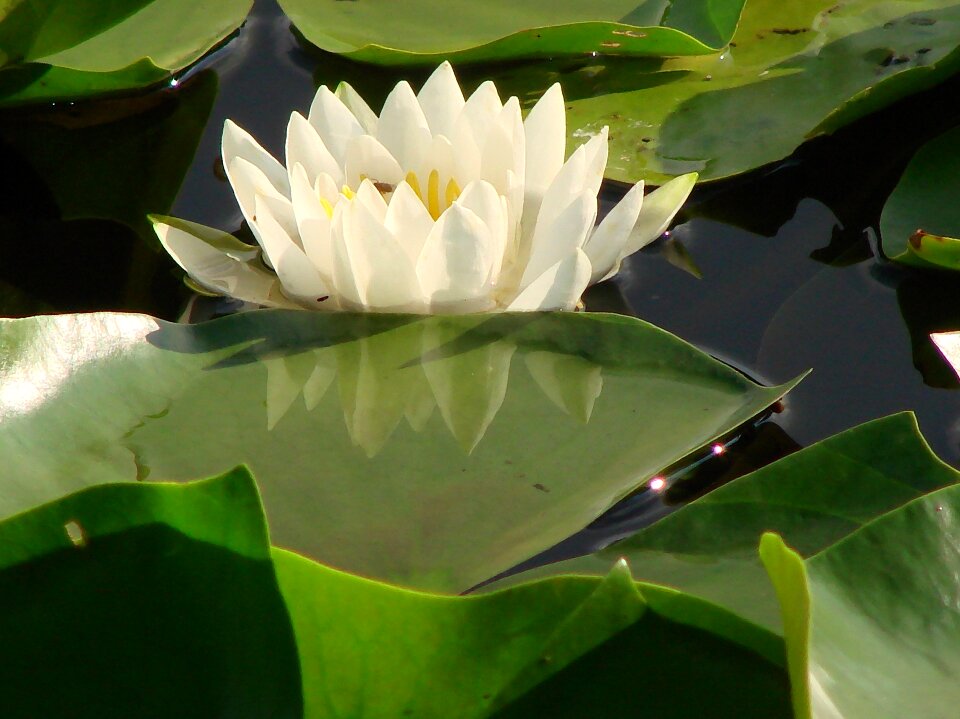 Nature beauty flower