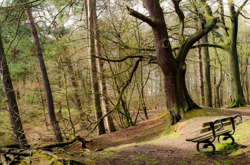 Trees branch nature