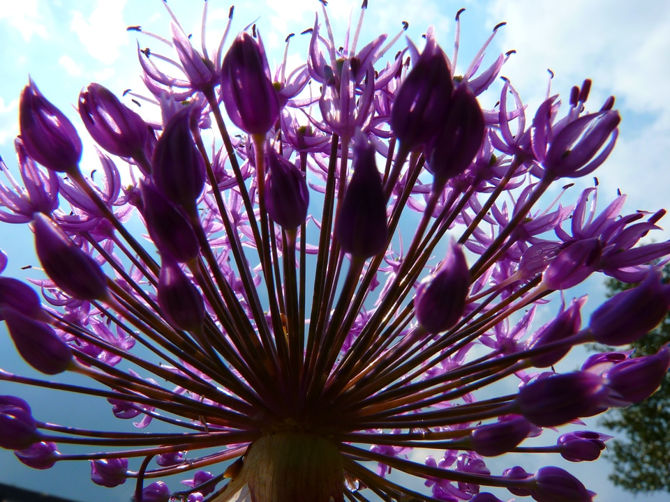 Bloom spice flower
