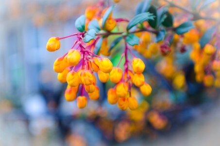 Nature macro background