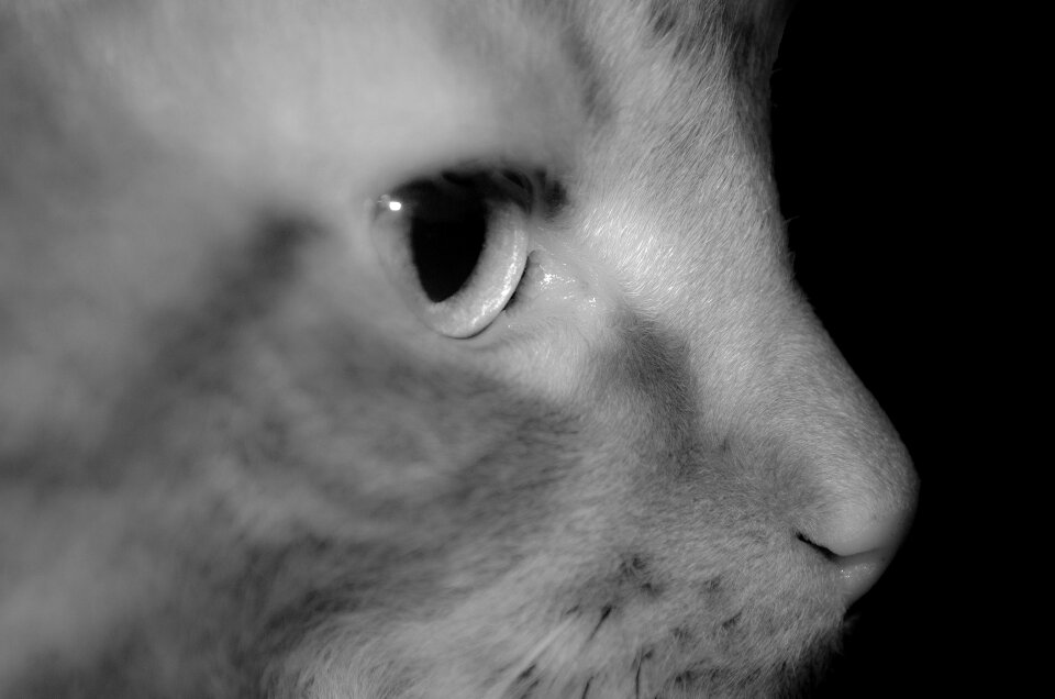 Pet domestic domesticated