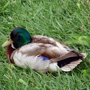 Grass summer animal photo