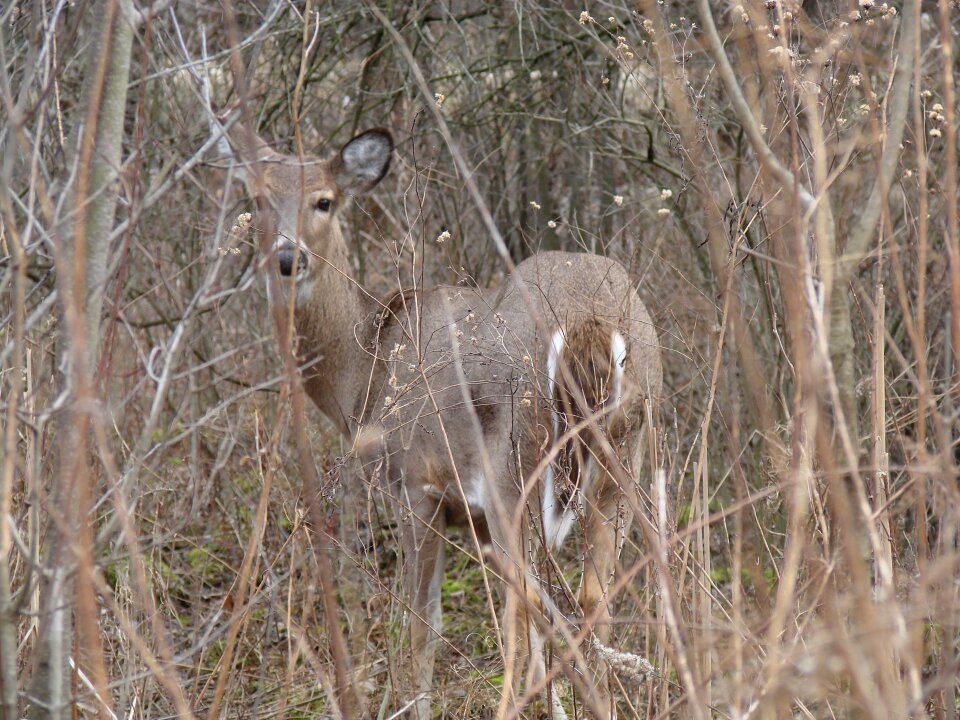 Animal nature curious