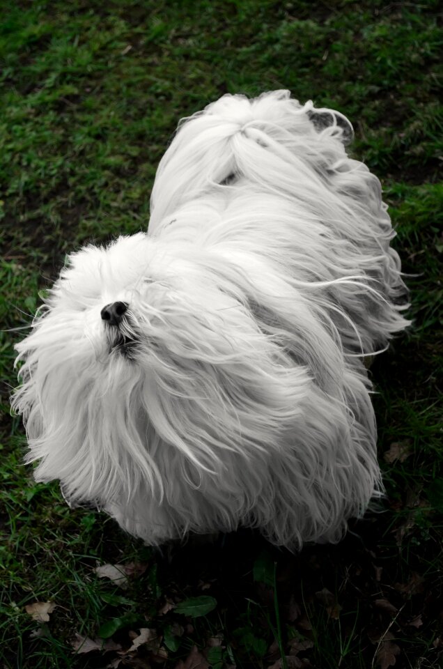 Animals pet hair guard