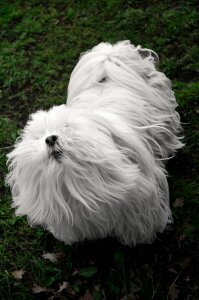 Animals pet hair guard