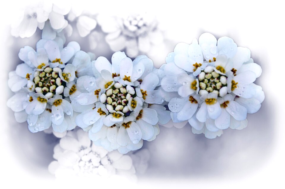 Nature macro background
