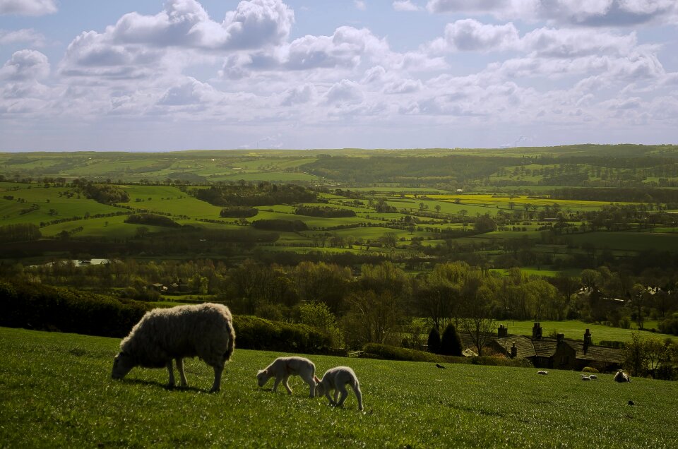 Landscape season animals