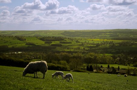 Landscape season animals photo