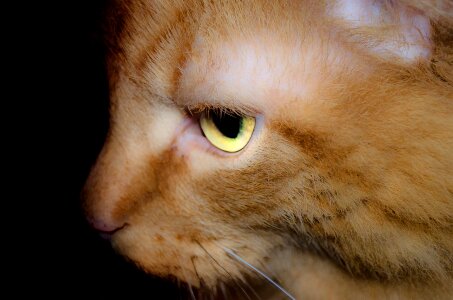 Pet domestic macro