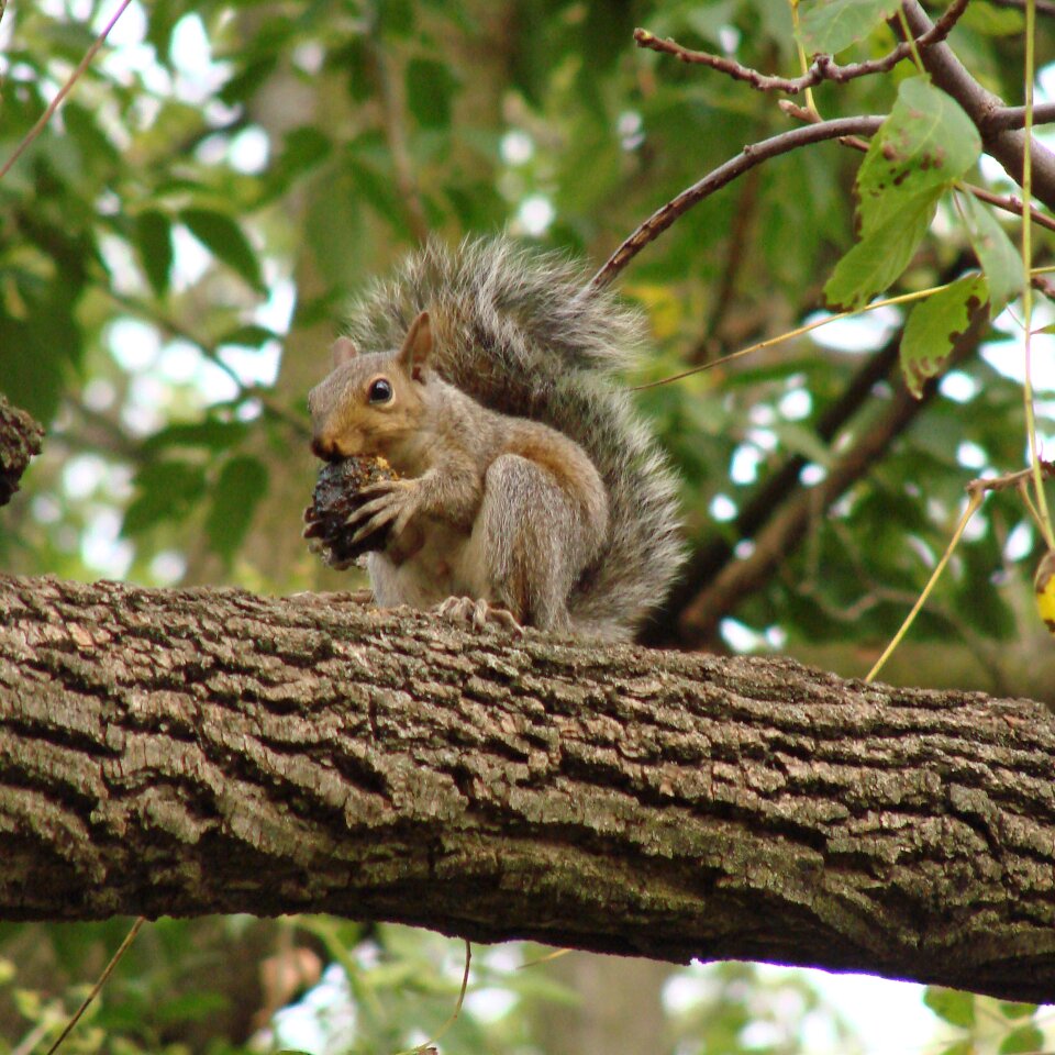Branch nut outdoors