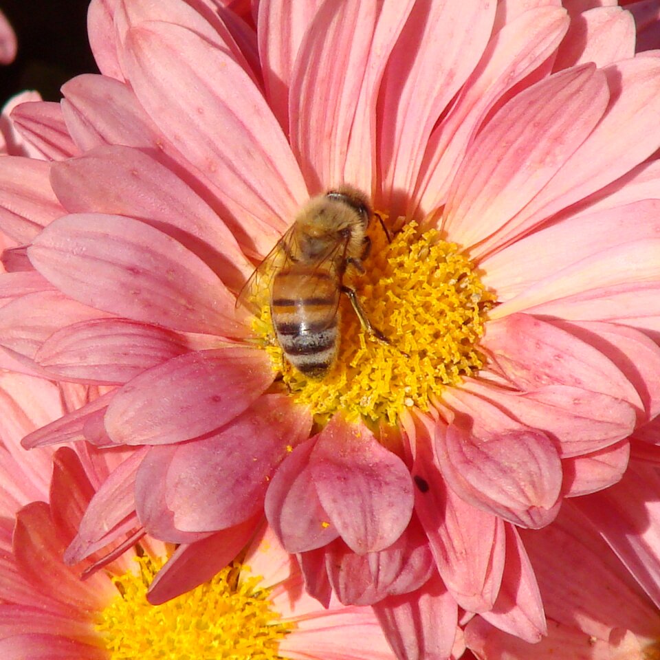 Daisy pink summer