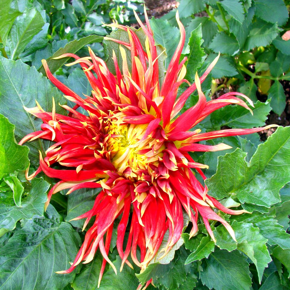 Flower beauty summer