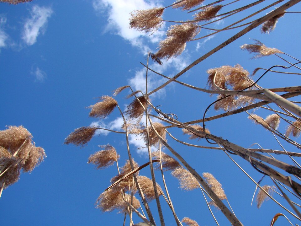 Reaching upward spring